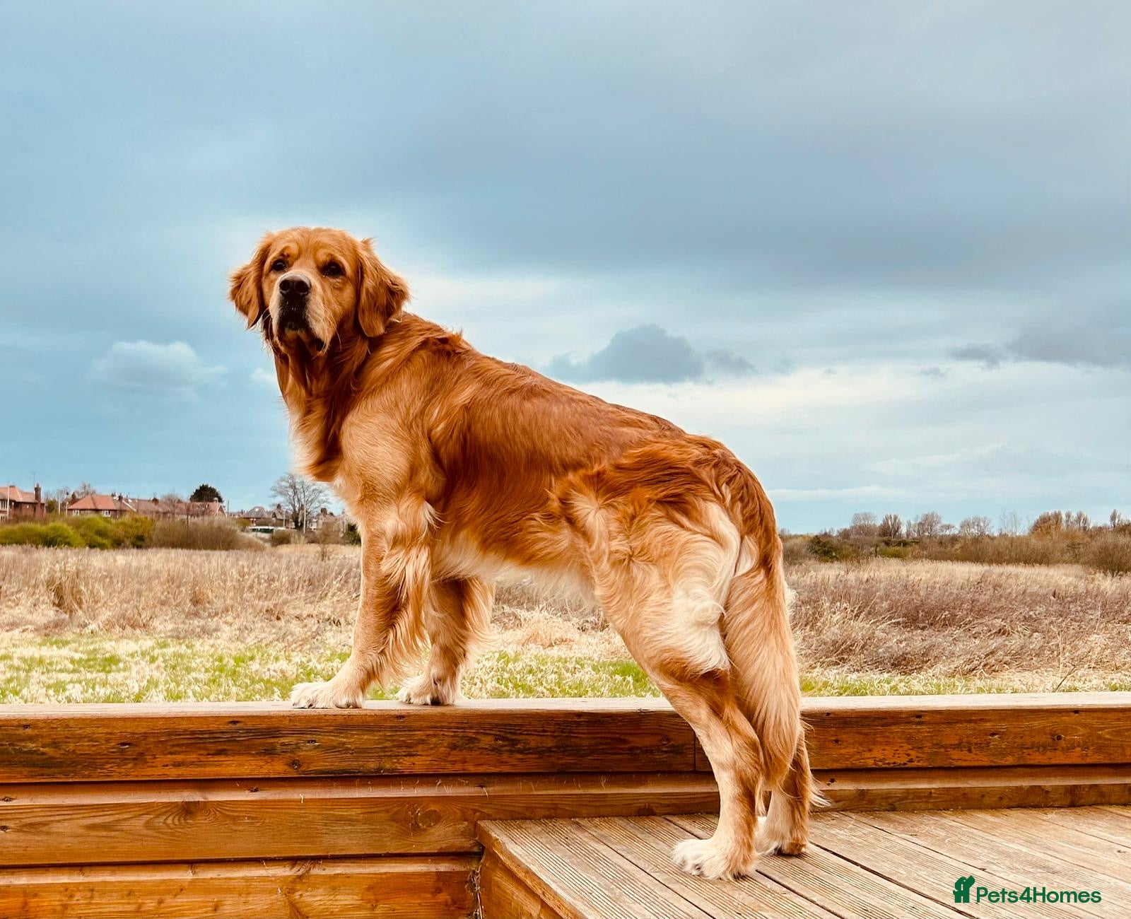 Golden Retriever dogs STUD - Beautiful Pure Golden Retriever - Advert 1