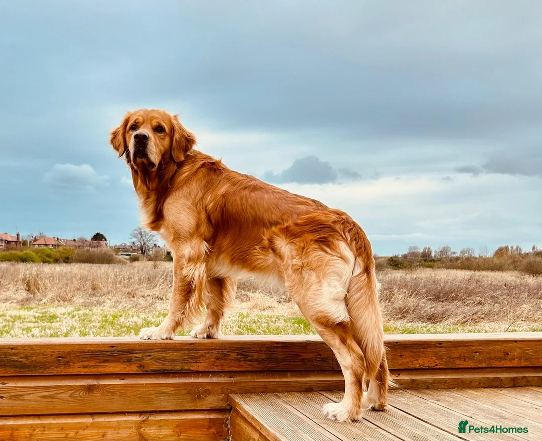Golden Retriever dogs for stud: STUD - Beautiful Pure Golden Retriever - Advert 1