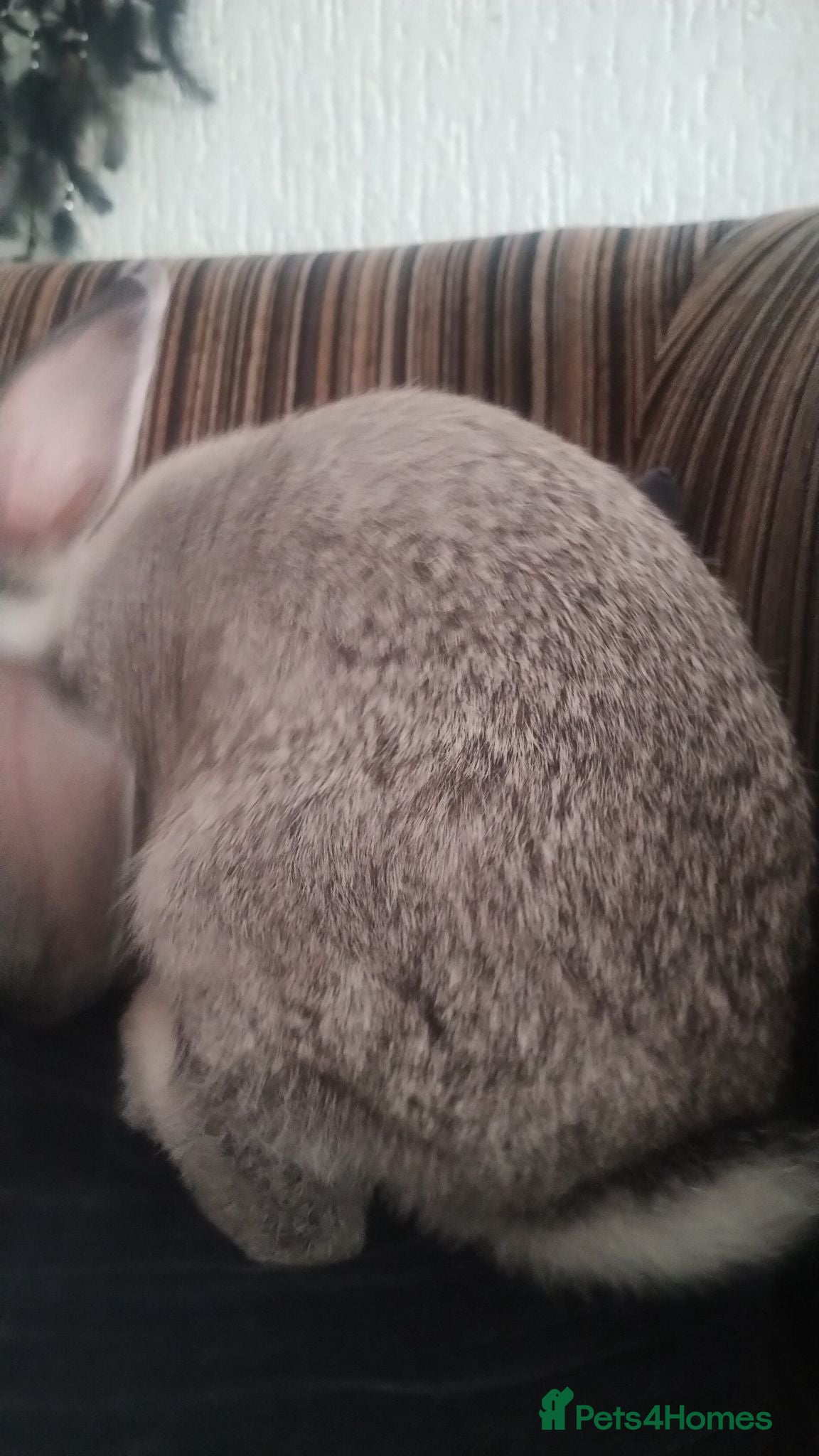 Mixed Breed rabbits £30 grey boy - Advert 2