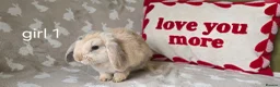 Mini Lop rabbits for sale: Mini lops for sale READY NOW - Advert 22