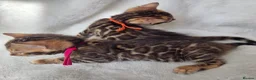 Bengal cats for sale: ⚜️Bengal kittens Tica registered ⚜️ - Advert 30