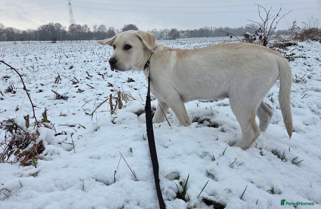 Labrador Retriever dogs 14 week old pedigree female Labrador  - Advert 3