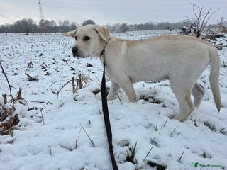 Labrador Retriever dogs 14 week old pedigree female Labrador - Advert 1