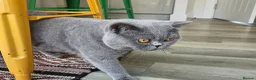British Longhair cats for sale: British SH/Persian pretty kitten pedigree parents - Advert 11