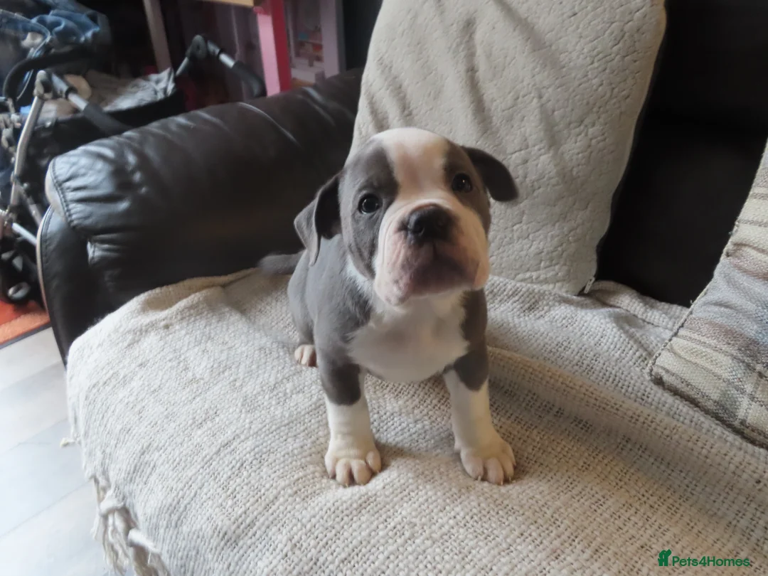 Dorset Olde Tyme Bulldogge dogs for sale: Old tyme bulldog puppy in Darlington - Advert 1