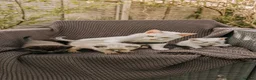 Mixed Breed cats for sale: kittens for sale in Andover - Advert 5