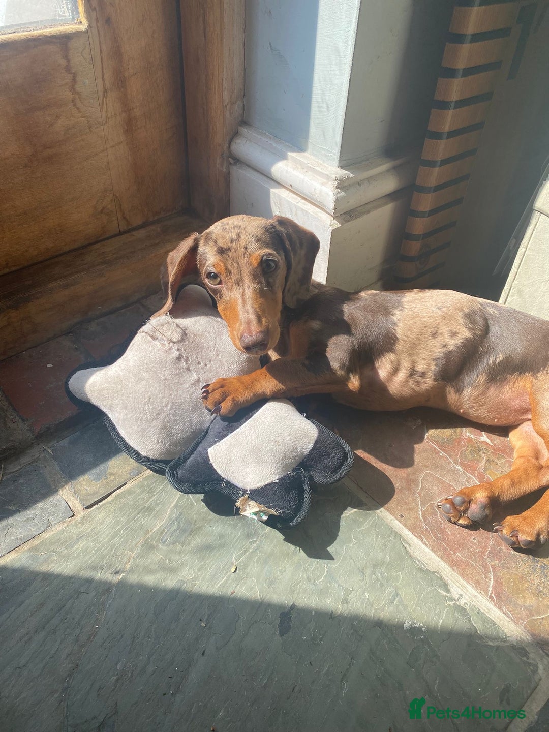 Miniature Dachshund dogs for sale: Miniature dauchund - brown mearle - Image 2