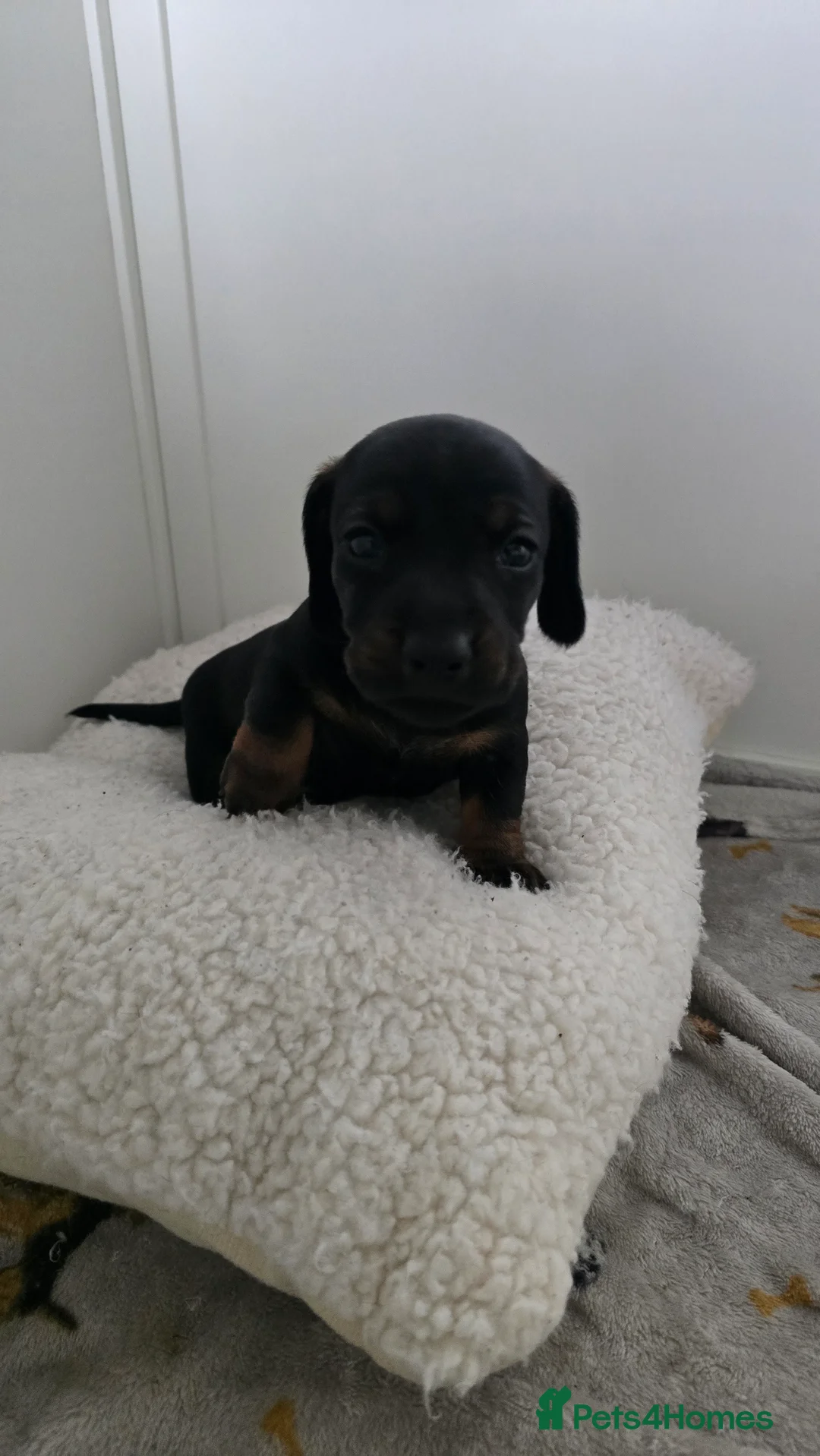 Dachshund dogs for sale: 4 beautiful dachshund puppies  - Advert 10