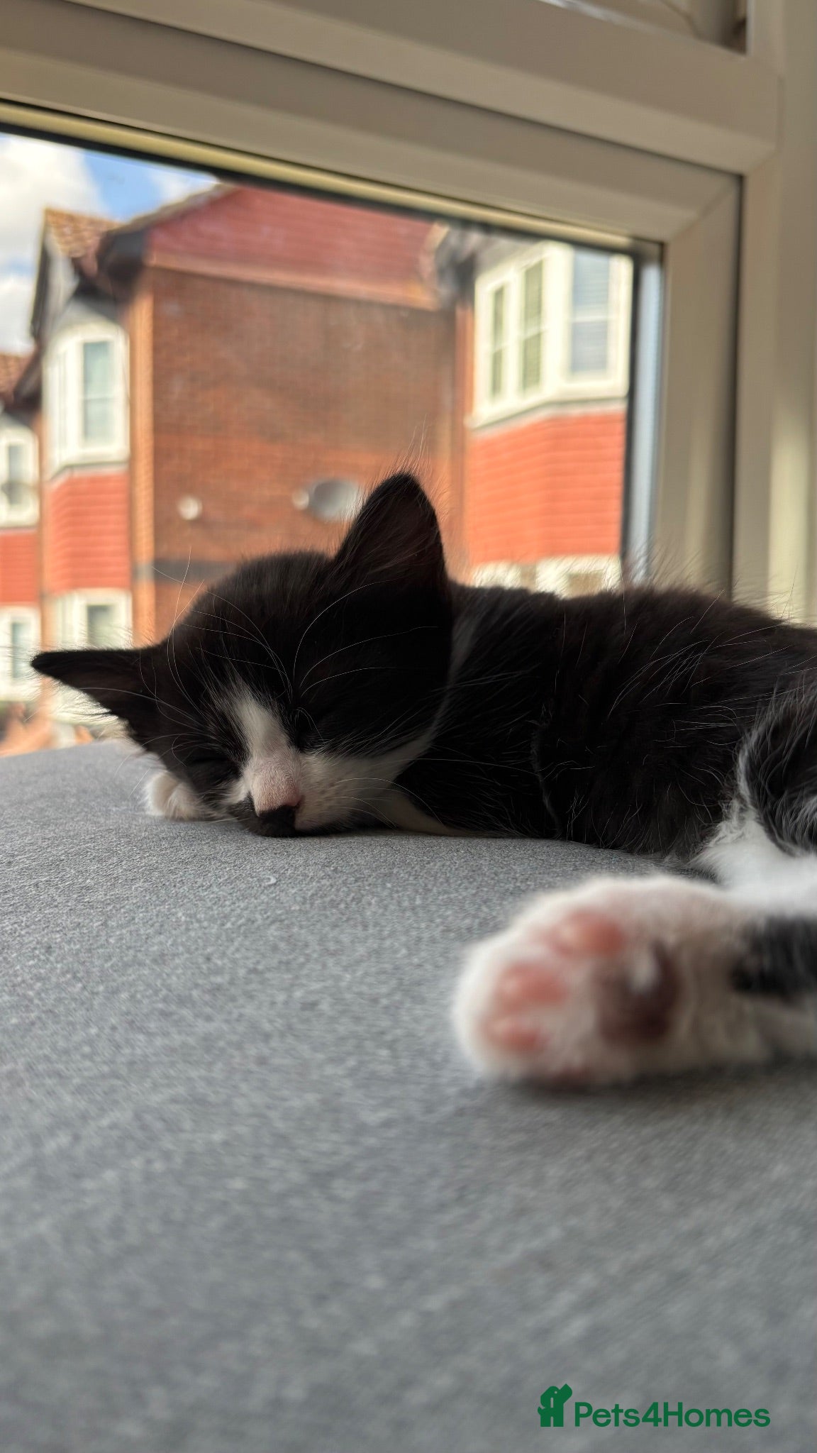 British Shorthair cats Last loving kitten looking for forever home - Advert 11