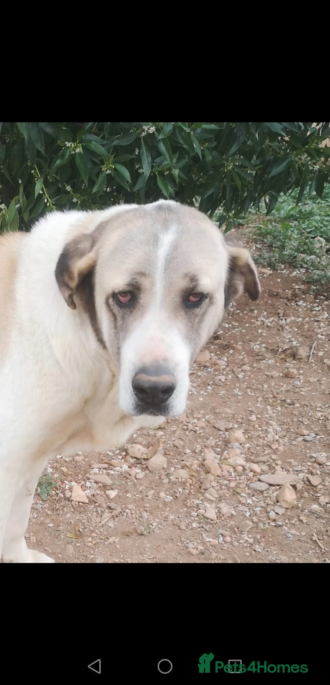 Mixed Breed dogs for adoption: 🚨URGENT🚨 BECKY🩷🐾 in Hengoed - Advert 1