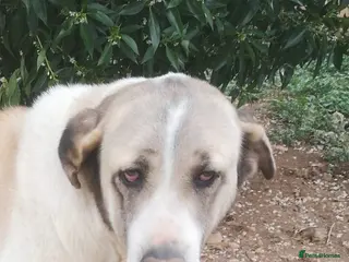 Mixed Breed dogs 🚨URGENT🚨 BECKY🩷🐾 - Advert 1