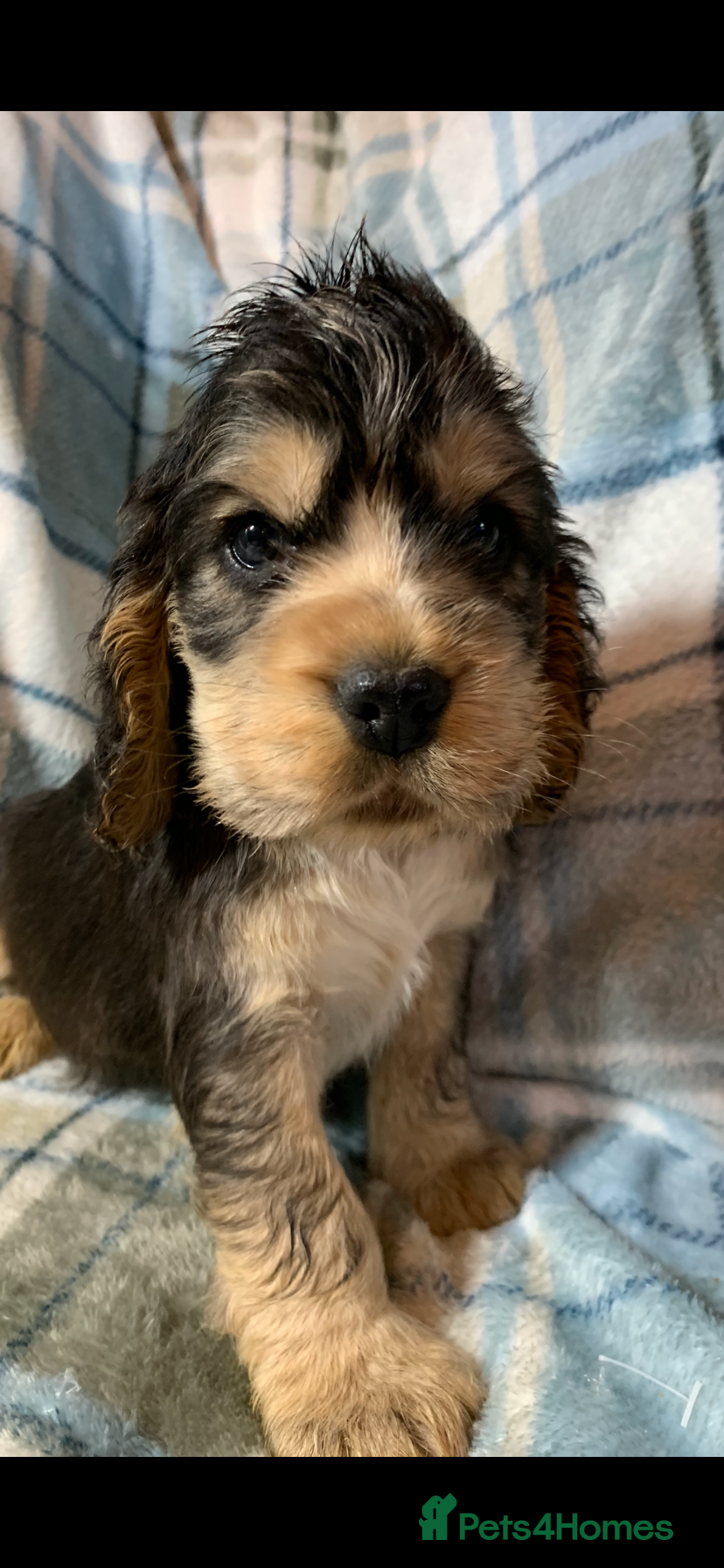 Cocker Spaniel dogs Show type cocker spaniel puppy’s PRA Clear  - Advert 8