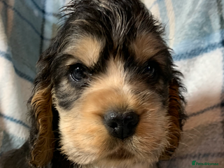 Cocker Spaniel dogs Show type cocker spaniel puppy’s PRA Clear - Advert 10
