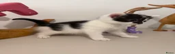 British Shorthair cats for sale: READY NOW Kittens  - Advert 25
