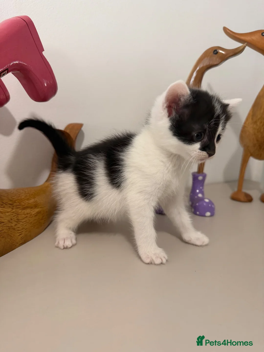 British Shorthair cats for sale: READY NOW Kittens  - Advert 25