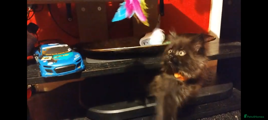 Maine Coon cats for sale: Adorable Maine Coon kittens in Manchester  - Advert 7