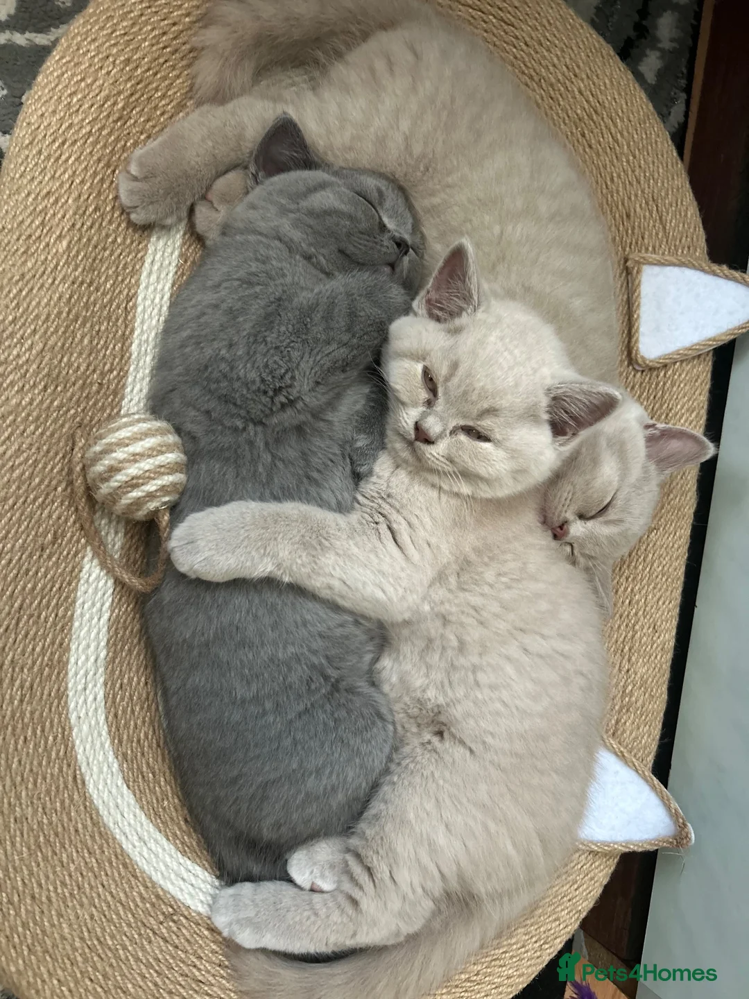 British Shorthair cats for sale: 3x British Shorthair Kittens - Ready to go in Bedworth - Advert 2