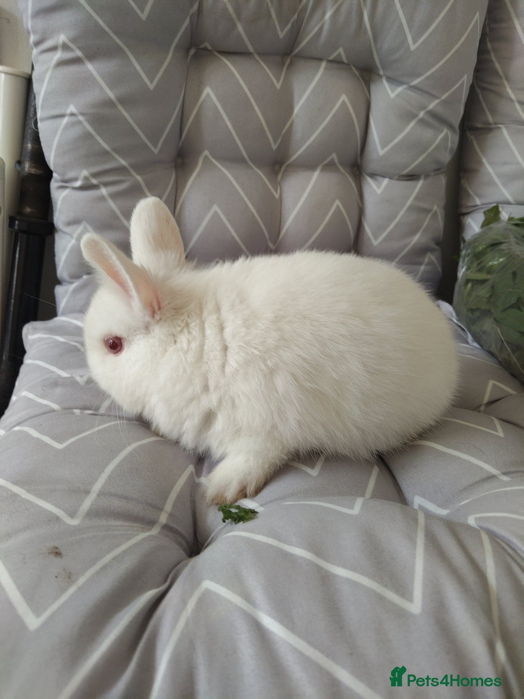 Netherland Dwarf rabbits for sale: Netherlands dwarf rabbits - Advert 7