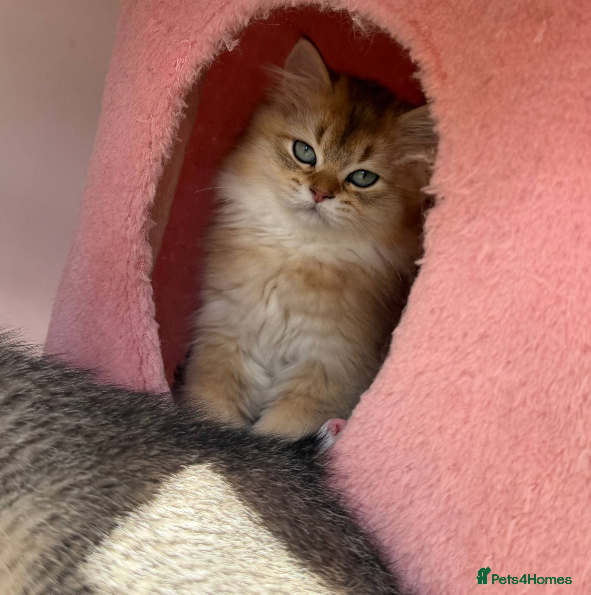 British Longhair cats Stunning Golden & White British Kittens Vaccinated - Advert 4