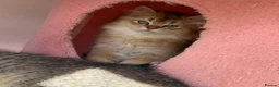 British Longhair cats for sale: Stunning Golden & White British Kittens Vaccinated - Advert 9