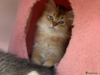 British Longhair cats Stunning Golden & White British Kittens Vaccinated - Advert 4