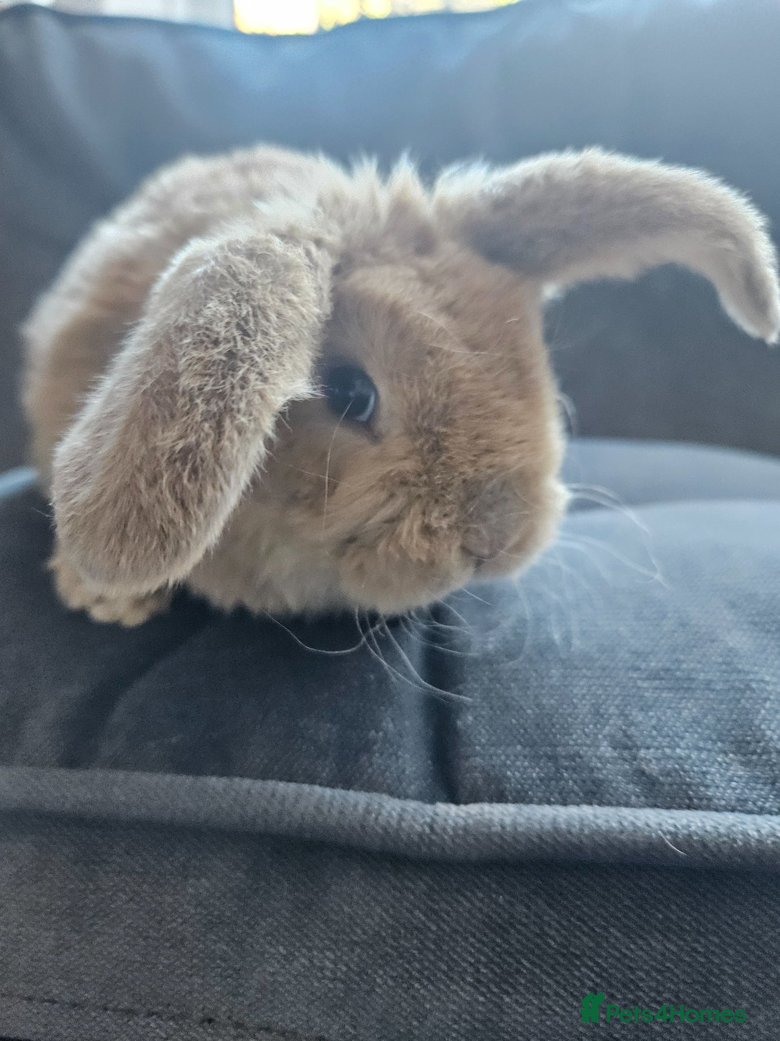 Mini Lop rabbits Mini Plush Lops - Suffolk - Advert 1