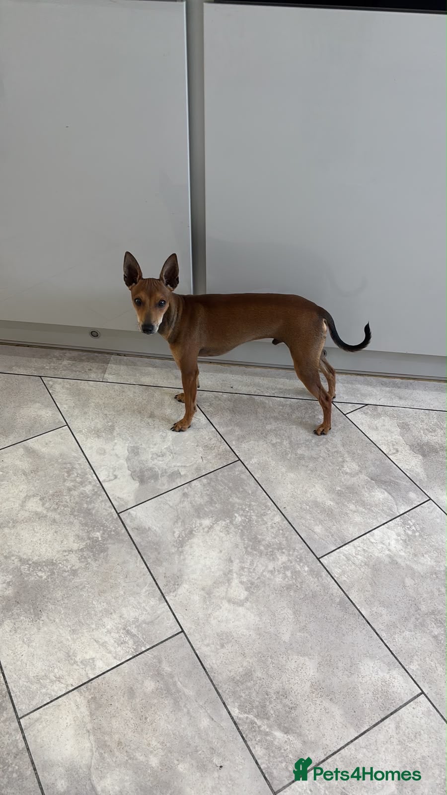 Mixed Breed dogs Miniature pinscher x - Advert 8