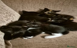 Domestic Shorthair cats for sale: 3 kittens looking for their forever homes in Newmarket - Image 1