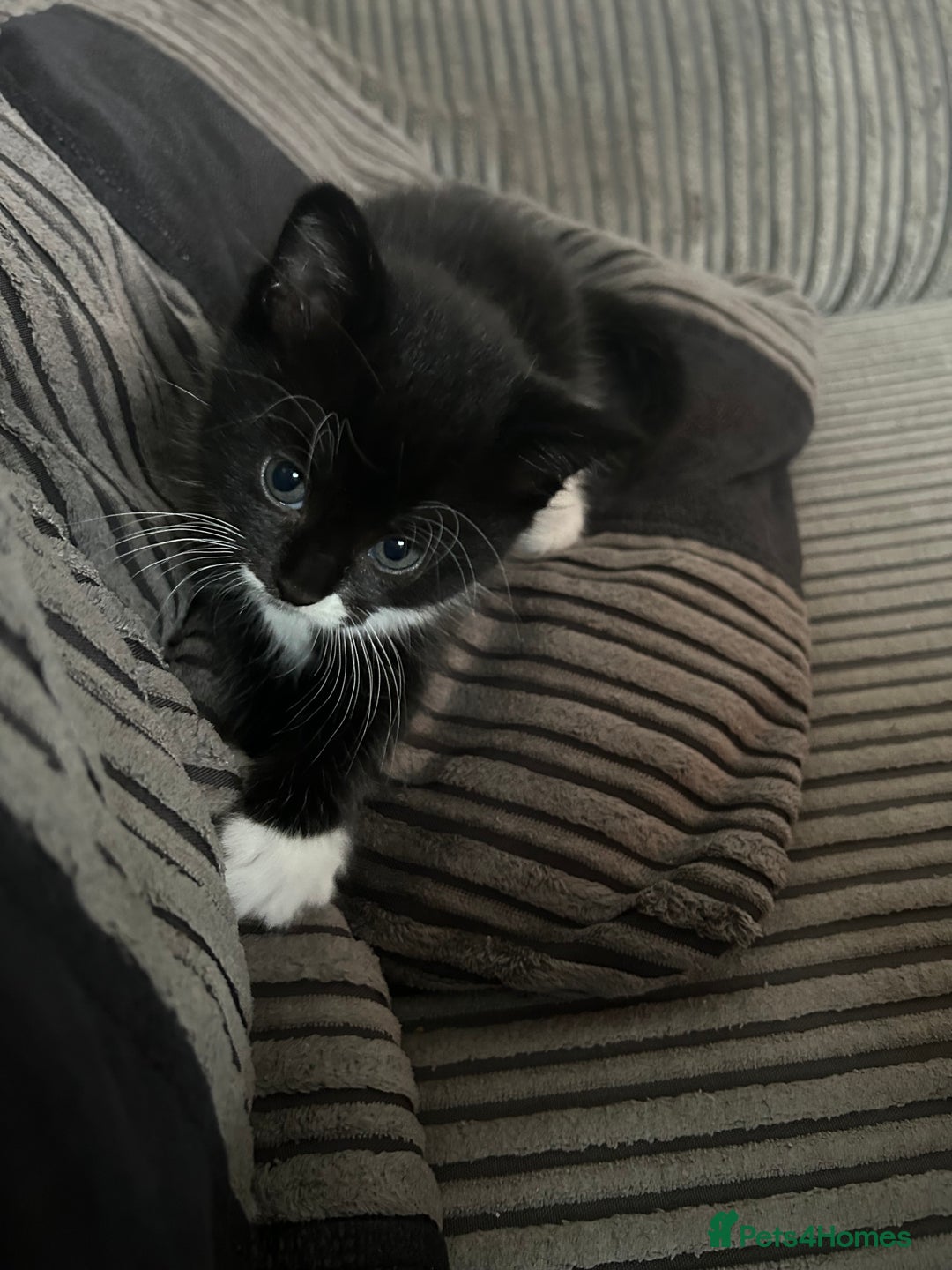 Mixed Breed cats for sale: 2 female black&white kittens - Image 2