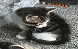 Mixed Breed cats for sale: 3 gorgeous Toms for sale - Image 6