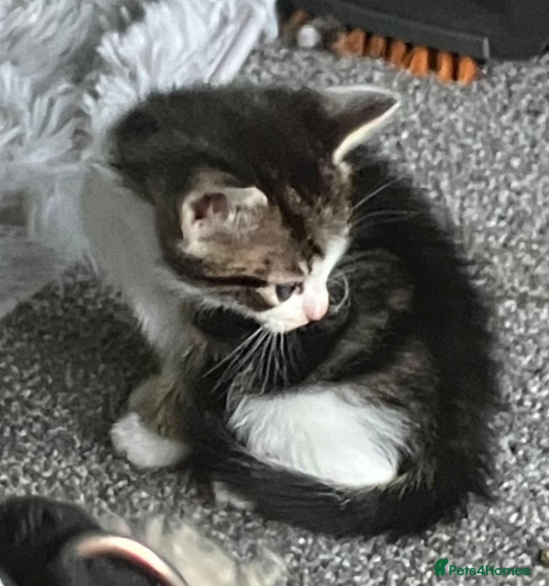 Mixed Breed cats for sale: 3 gorgeous Toms for sale - Image 6