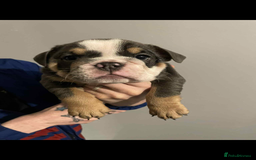 English Bulldog dogs for sale: DWKC STUNNING ENGLISH BULLDOGS. - Image 13