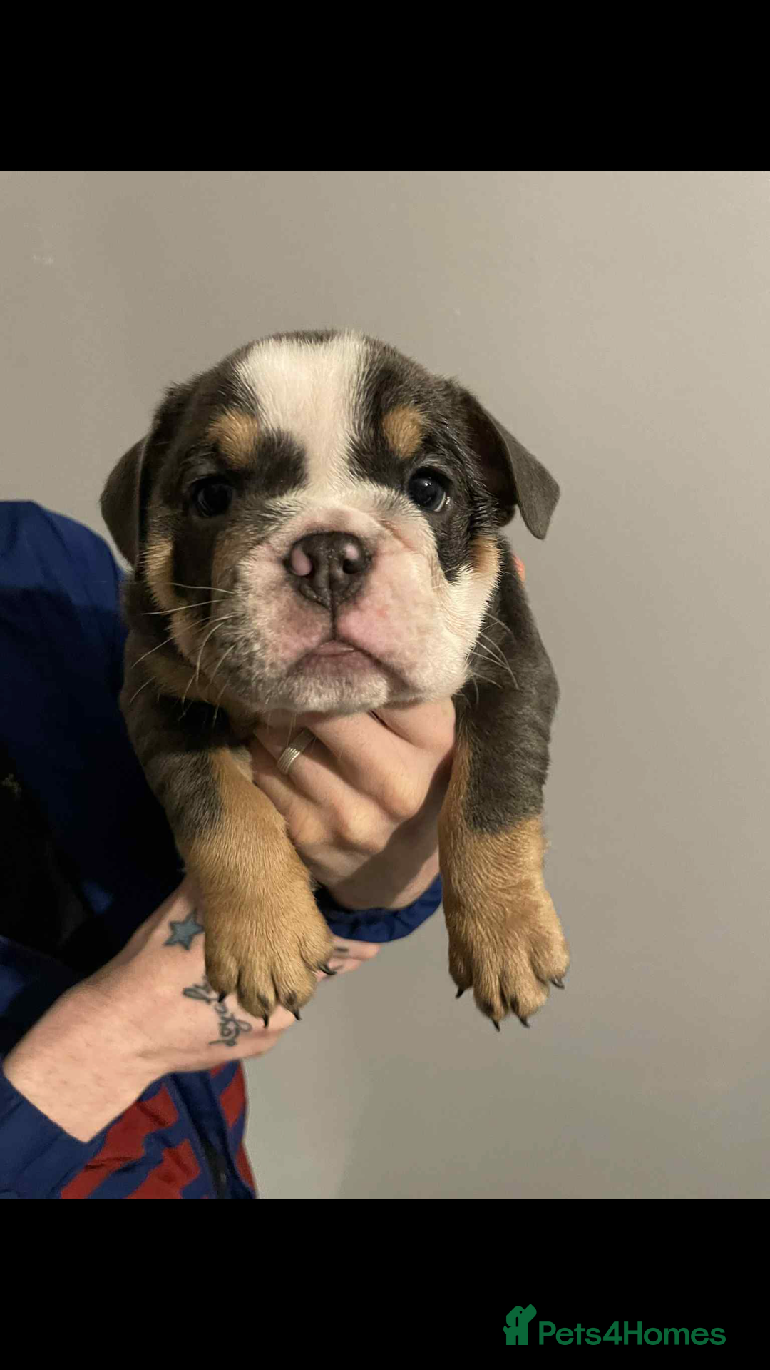 English Bulldog dogs for sale: DWKC STUNNING ENGLISH BULLDOGS. - Image 13