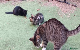 Mixed Breed cats for sale: Stunning kittens  - Image 3