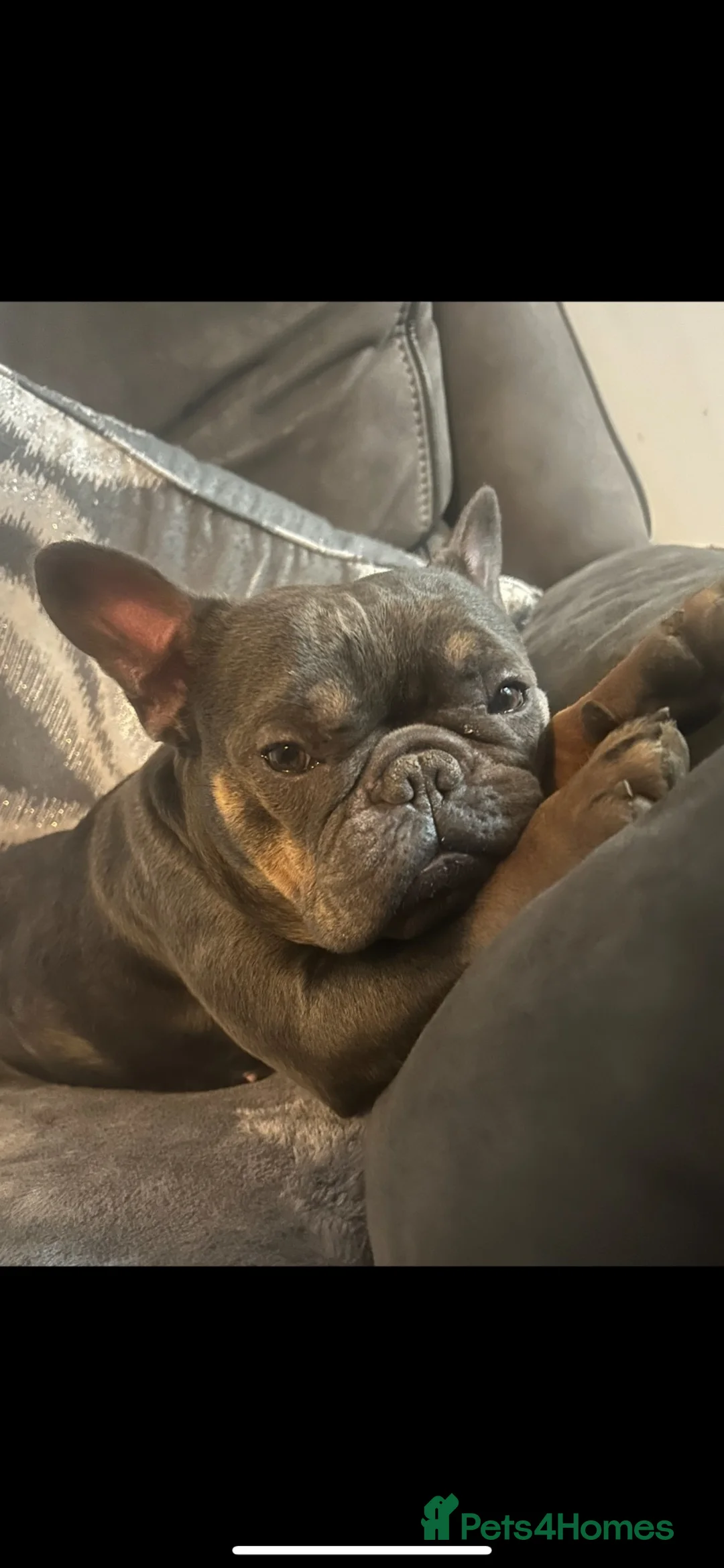 French Bulldog dogs for sale: Female French bulldog  - Advert 2