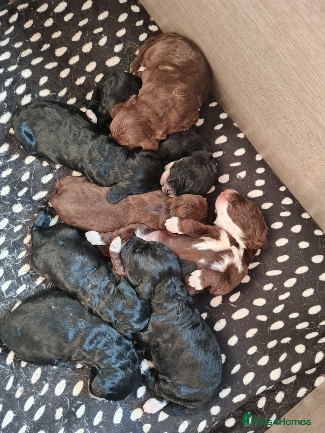 Miniature Poodle dogs for stud: Teddy KC Registered/Health tested Toy Stud in Wigan - Image 18