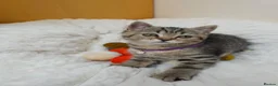 British Shorthair cats for sale: Golden Tabby Kittens  - Advert 9