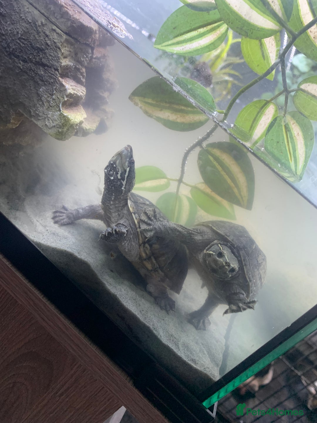 Turtle reptiles for sale: 2 female musk turtles  - Advert 2