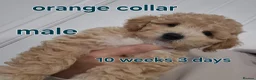 Poochon dogs for sale: Poochon - Advert 9