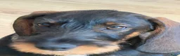 Dachshund dogs for sale: Whire haired dachshund puppy  - Advert 8