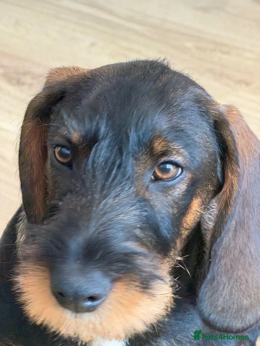 Dachshund dogs for sale: Whire haired dachshund puppy  - Advert 8