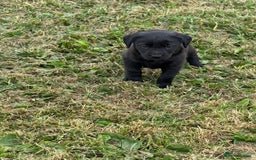 Labrador Retriever dogs for sale: Pedigree Labrador Puppies  - Image 12