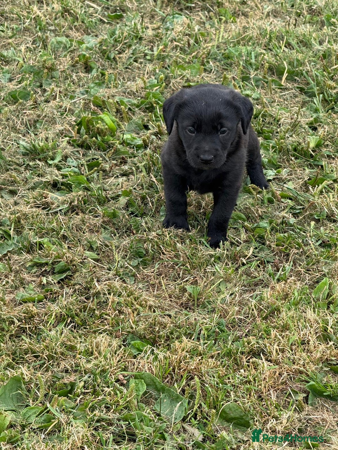 Labrador Retriever dogs for sale: Pedigree Labrador Puppies  - Image 12