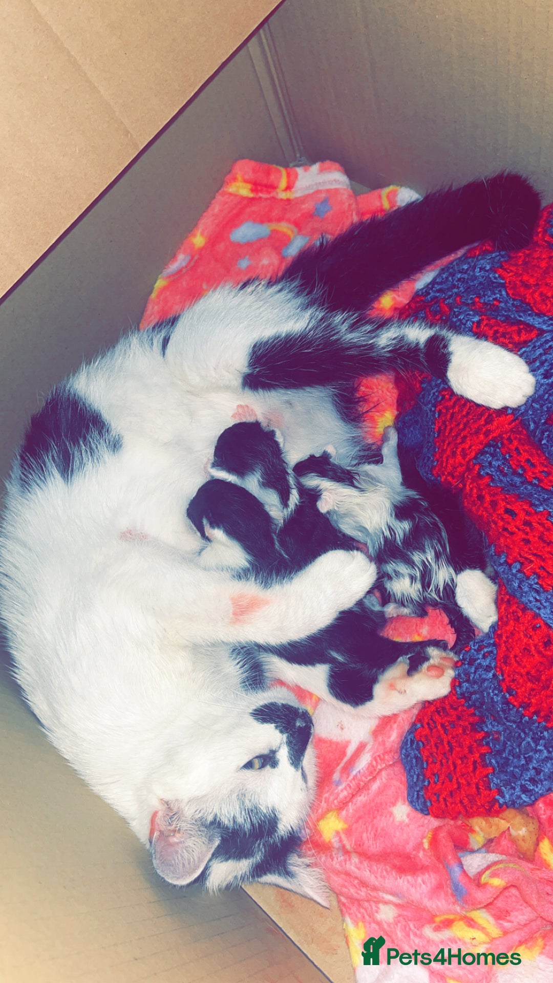 Mixed Breed cats for sale: 2 male kittens for sale - Image 4