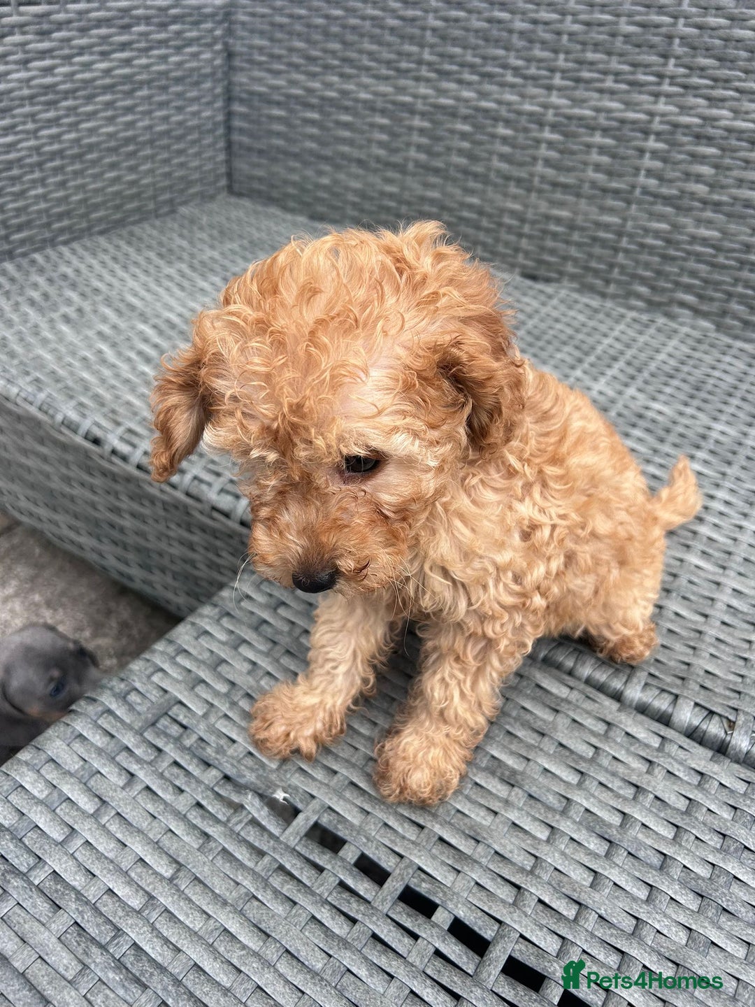 Miniature Poodle dogs for sale: Miniature poodle - Image 2