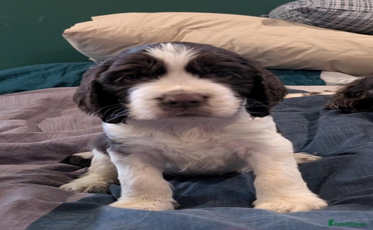English Springer Spaniel dogs - Advert 7