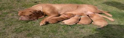 Dogue De Bordeaux dogs for sale: 5 girls 1 boy  - Advert 8