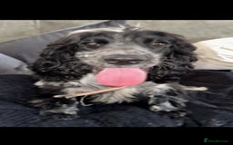 Cocker Spaniel dogs for sale: 2 YEAR OLD KC REG SHOW-COCKER SPANIAL BITCH  - Image 3