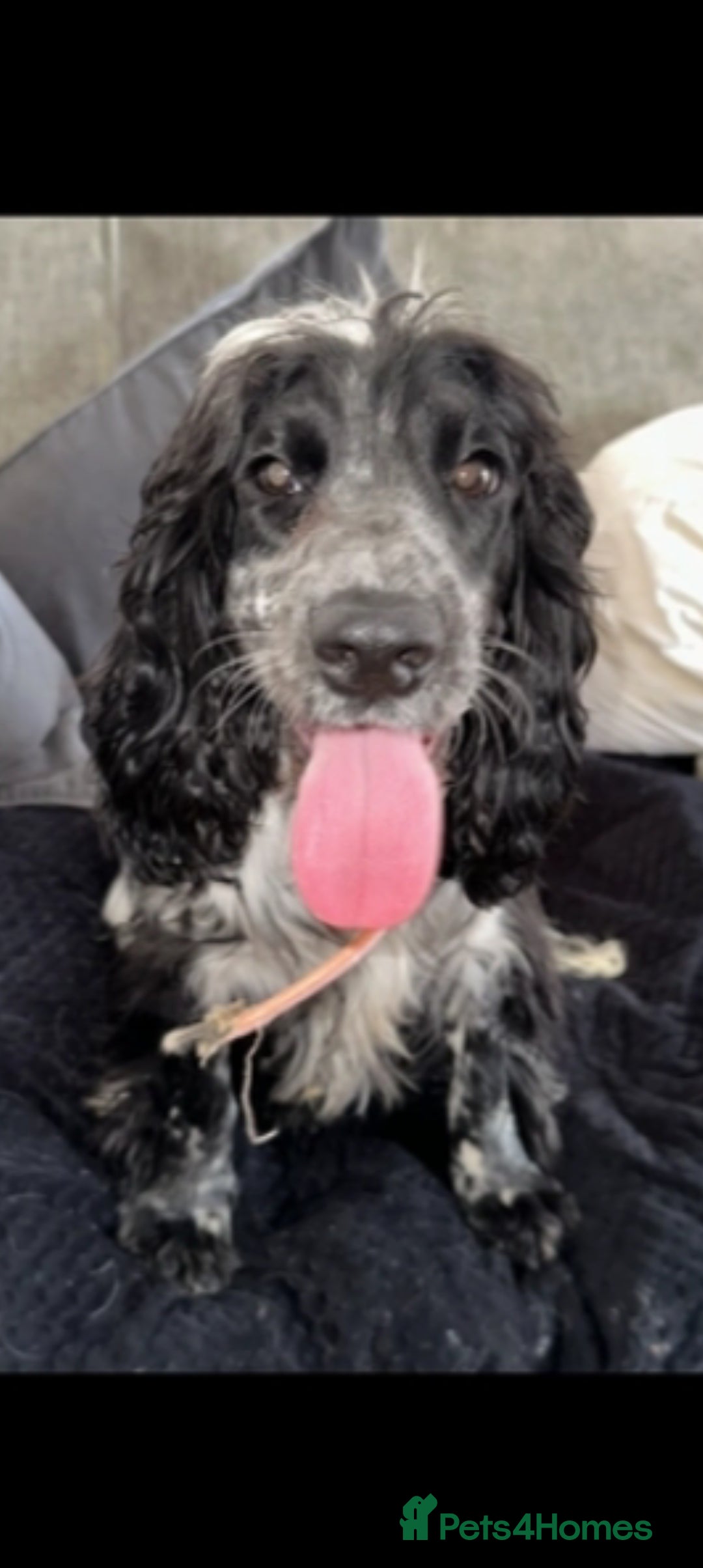 Cocker Spaniel dogs for sale: 2 YEAR OLD KC REG SHOW-COCKER SPANIAL BITCH  - Image 3