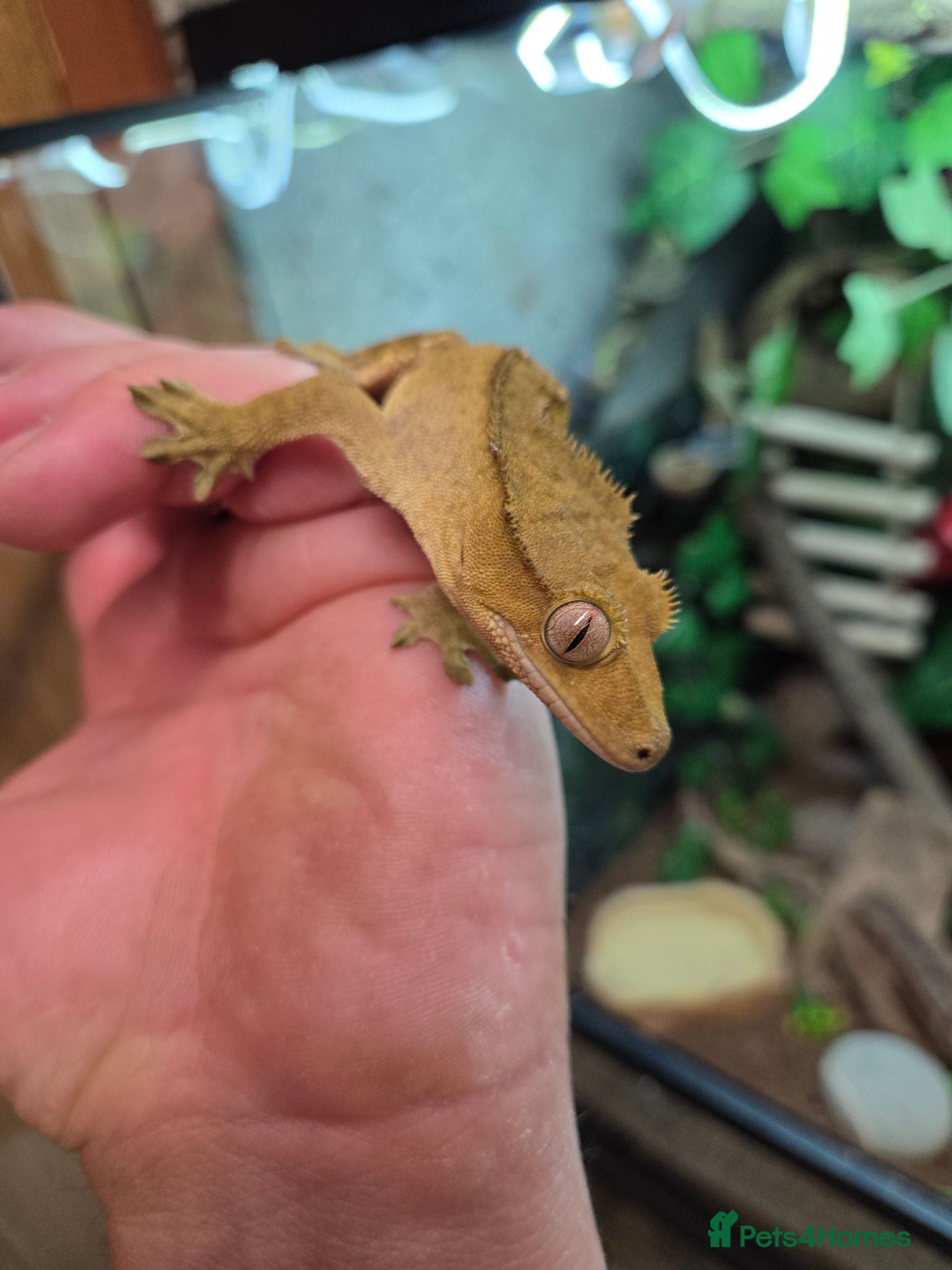 Gecko reptiles Crested gecko exo terra pro - Advert 1